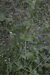 Clematis integrifolia