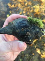 Australaria australasia