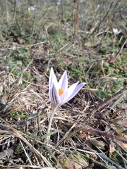 Crocus reticulatus