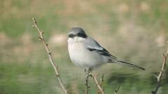 Lanius excubitor