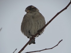 Passer domesticus