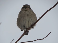 Passer domesticus