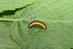 Zygaena osterodensis