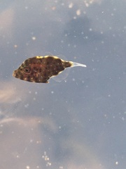 Scobinichthys granulatus