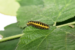 Zygaena osterodensis