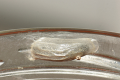 Zygaena osterodensis