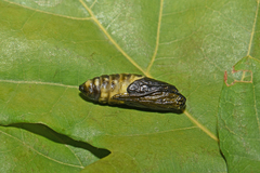 Zygaena osterodensis