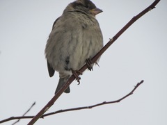 Passer domesticus