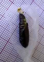 Chrysodeixis chalcites