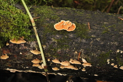 Steccherinum ochraceum