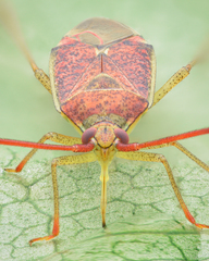 Pantilius tunicatus