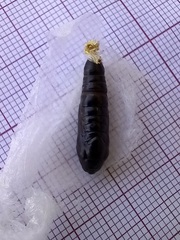 Chrysodeixis chalcites