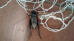 Gryllus
