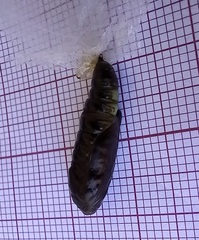 Chrysodeixis chalcites
