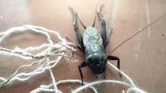 Gryllus