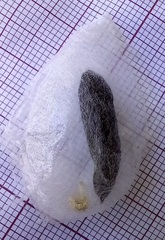 Chrysodeixis chalcites