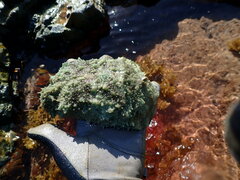 Dolabella auricularia