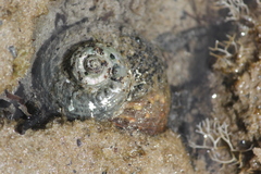 Lunella torquata