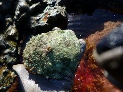 Dolabella auricularia