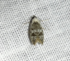 Scatochresis innumera