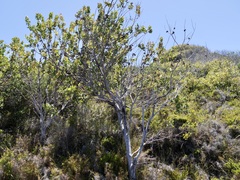 Hakea elliptica