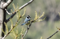 Cyanistes teneriffae