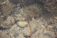 Phasianella ventricosa