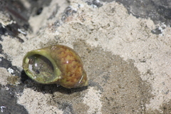 Phasianella ventricosa