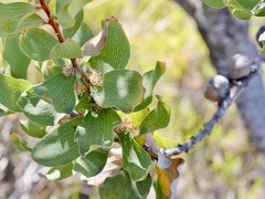 Hakea elliptica