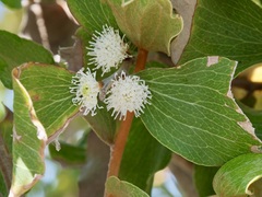 Hakea elliptica