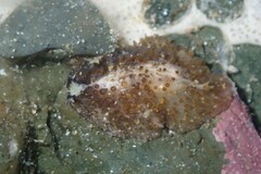 Thysanozoon brocchii