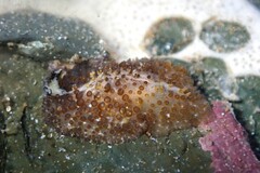 Thysanozoon brocchii