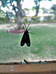 Ctenucha rubriceps