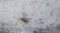 Naupactus xanthographus