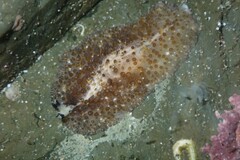 Thysanozoon brocchii