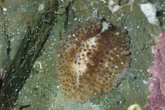 Thysanozoon brocchii