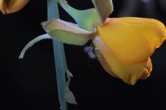 Mythicomyiidae