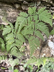 Tectaria devexa