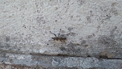 Naupactus xanthographus