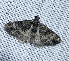 Eucymatoge peplodes