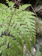 Tectaria devexa