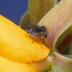 Mythicomyiidae