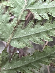 Tectaria devexa