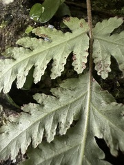 Tectaria devexa