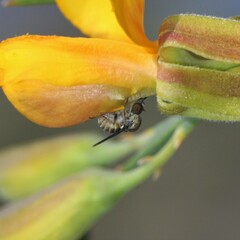 Mythicomyiidae