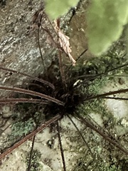 Tectaria devexa