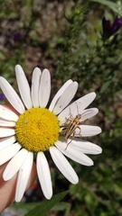 Chauliognathus scriptus