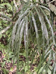 Pteris longipinna