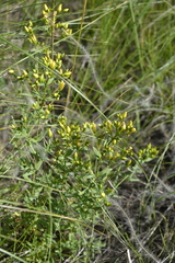 Hypericum elegans