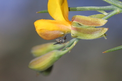 Mythicomyiidae